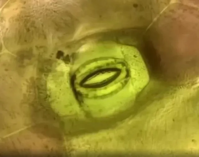 viewers baffled witnessing plants breathing in real time 8775