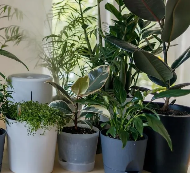 viewers baffled witnessing plants breathing in real time 8772