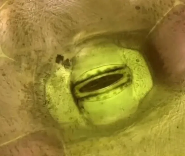 viewers baffled witnessing plants breathing in real time 8773
