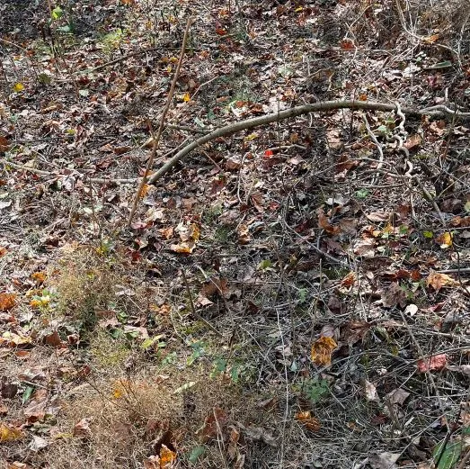 you have sniper vision if you can find the snake hidden in the woods 8821