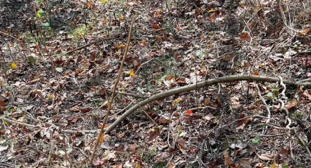 you have sniper vision if you can find the snake hidden in the woods 8822