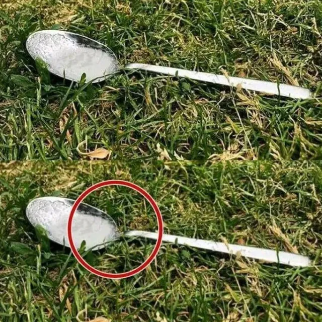 why you should put a spoon of sugar in your backyard before leaving the hou 9084
