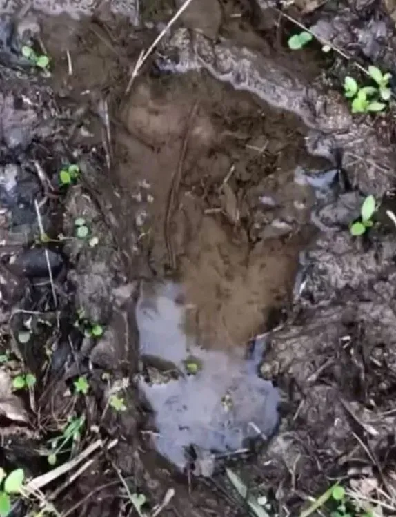 bigfoot screams and whoops in connecticut sasquatch hotspot 9499