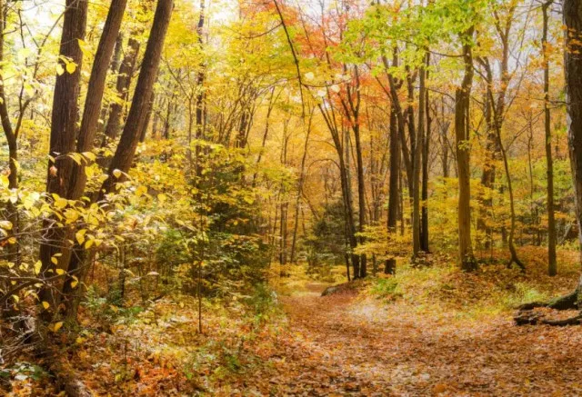 bigfoot screams and whoops in connecticut sasquatch hotspot 9502