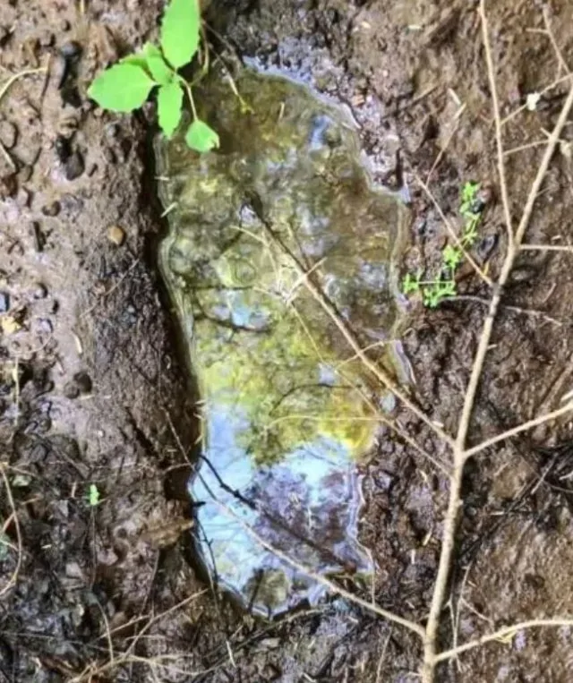 bigfoot screams and whoops in connecticut sasquatch hotspot 9498