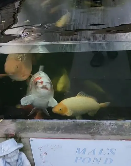 viewers stunned after pet fish goes viral for human-like face 9581