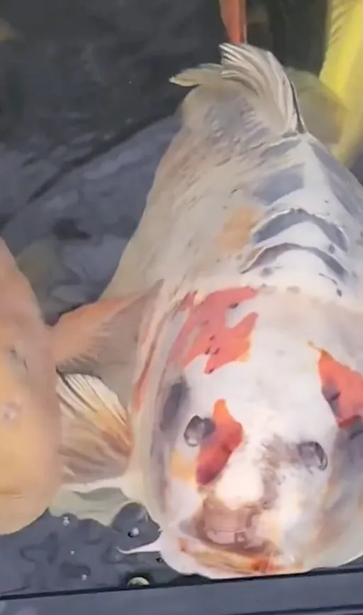 viewers stunned after pet fish goes viral for human-like face 9578