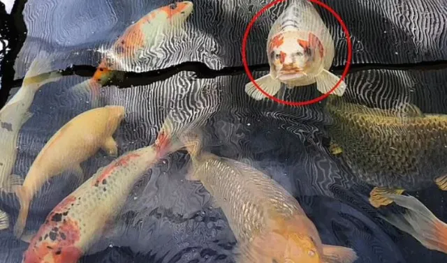 viewers stunned after pet fish goes viral for human-like face 9576