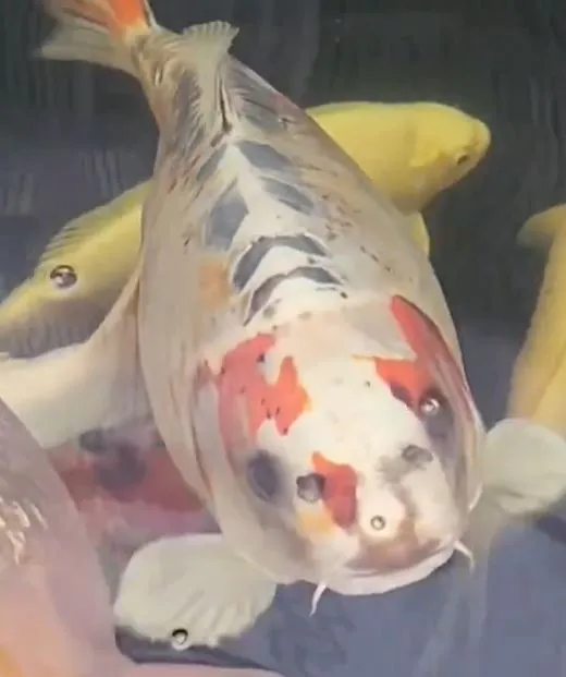 viewers stunned after pet fish goes viral for human-like face 9579