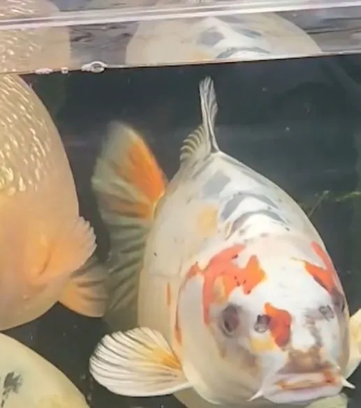 viewers stunned after pet fish goes viral for human-like face 9580