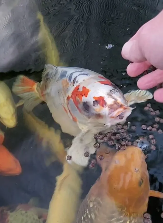 viewers stunned after pet fish goes viral for human-like face 9575