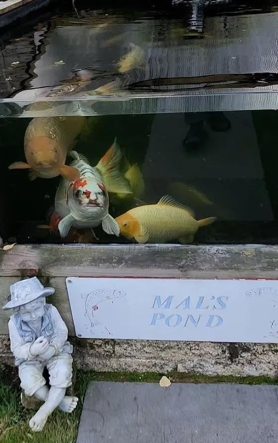 viewers stunned after pet fish goes viral for human-like face 9577