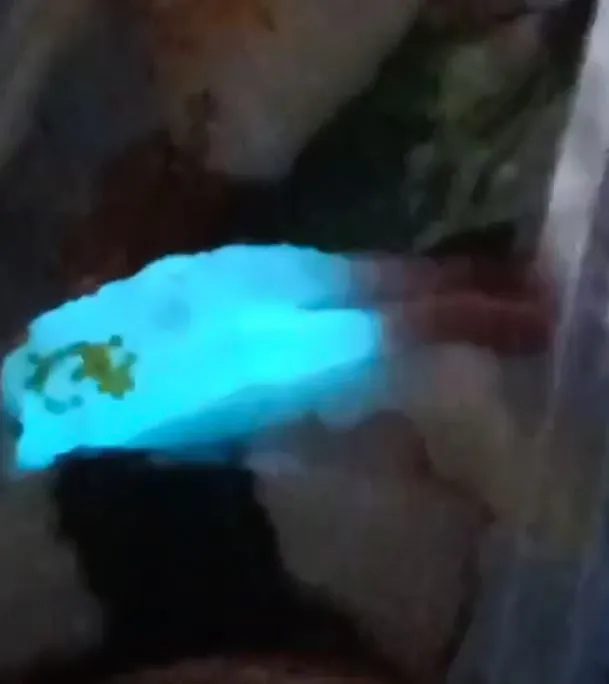 family stunned after spotting sushis strange blue glow during dinner, but 9672
