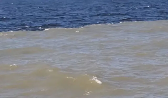 truth behind the point where the mississippi river meets the gulf of mexico 9700