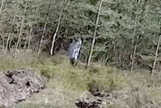 footage captures black-eyed girl running through cannock chase forest 9836