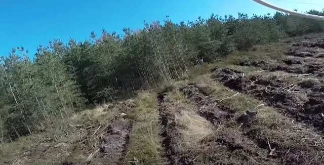footage captures black-eyed girl running through cannock chase forest 9839