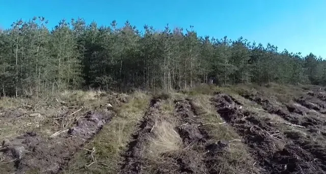 footage captures black-eyed girl running through cannock chase forest 9837