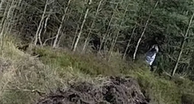 footage captures black-eyed girl running through cannock chase forest 9838