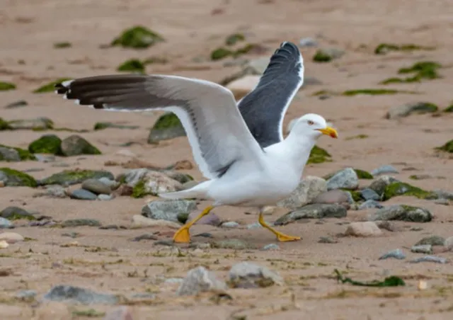 ufo expert thinks seagulls could be alien spies 9915