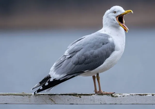ufo expert thinks seagulls could be alien spies 9916