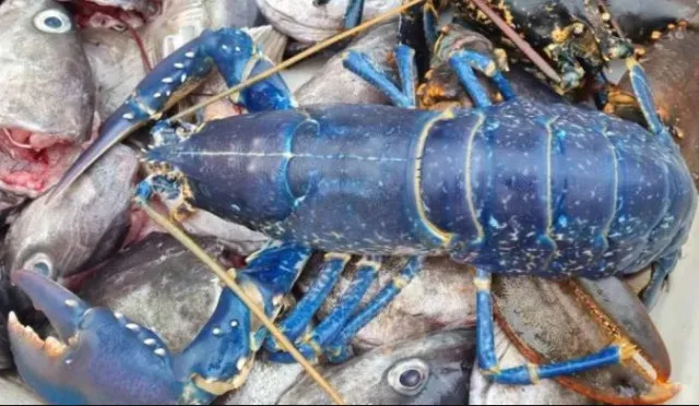 fisherman catches rare one-in-2-million blue lobster off scotlands coast 9989
