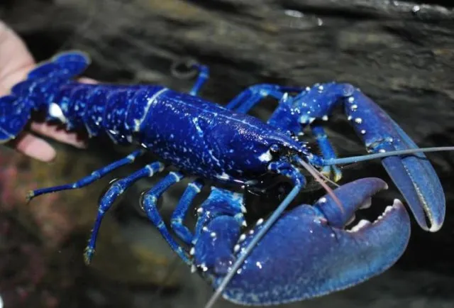 fisherman catches rare one-in-2-million blue lobster off scotlands coast 9991