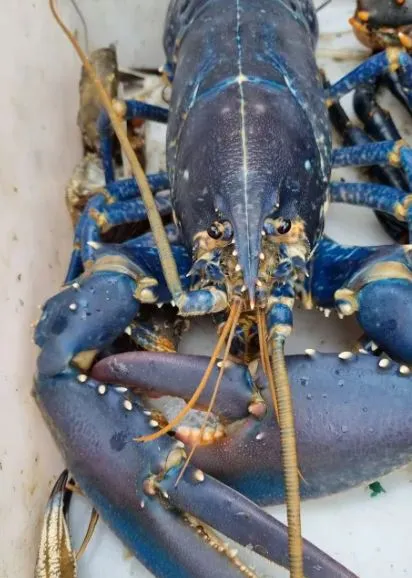 fisherman catches rare one-in-2-million blue lobster off scotlands coast 9990