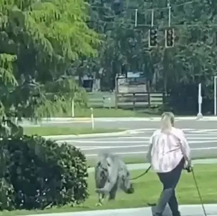 internet stunned by woman walking mysterious mutant beast 9987