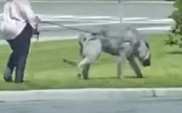 internet stunned by woman walking mysterious mutant beast 9985