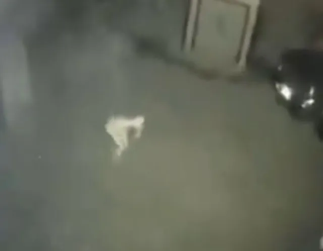 footage captures mysterious pale creature causes sleepless nights 10494