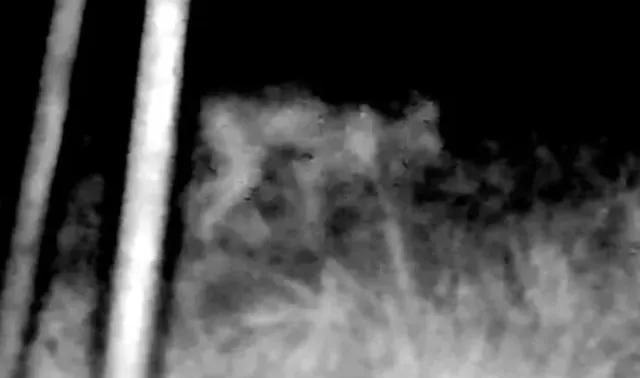 footage captures mysterious pale creature causes sleepless nights 10491