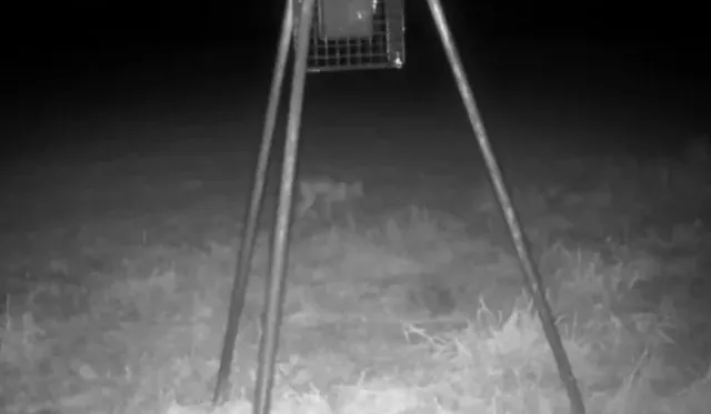 footage captures mysterious pale creature causes sleepless nights 10492