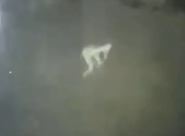 footage captures mysterious pale creature causes sleepless nights 10493