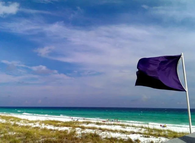people are just realizing what a purple flag at the beach means 10545