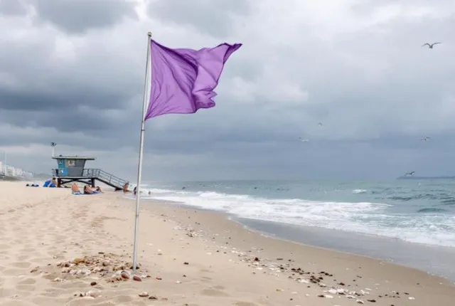 people are just realizing what a purple flag at the beach means 10543