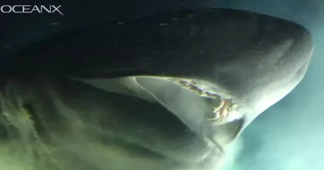 crazy footage captures submarine encounter with deep-sea monster older th 11069