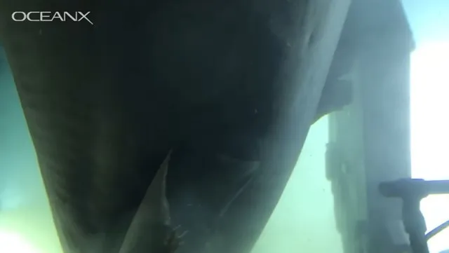 crazy footage captures submarine encounter with deep-sea monster older th 11066