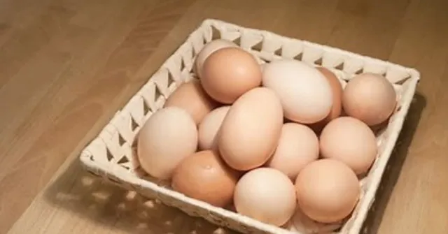 why dont we eat turkey eggs in our daily lives? 11110