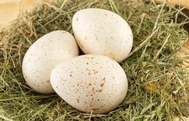 why dont we eat turkey eggs in our daily lives? 11109