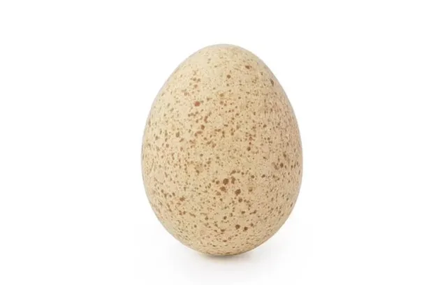 why dont we eat turkey eggs in our daily lives? 11108