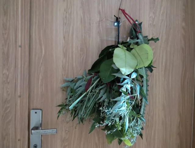 why you should hang a cactus in front of your house 11167