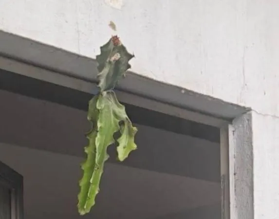 why you should hang a cactus in front of your house 11169