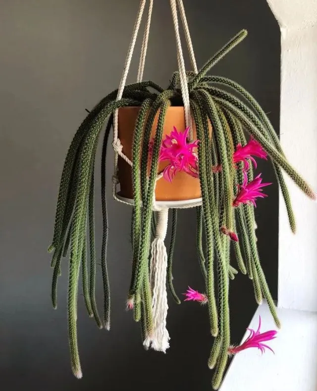 why you should hang a cactus in front of your house 11168