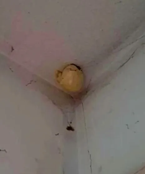 woman stuns after spotting mysterious egg suspended from the ceiling 11182