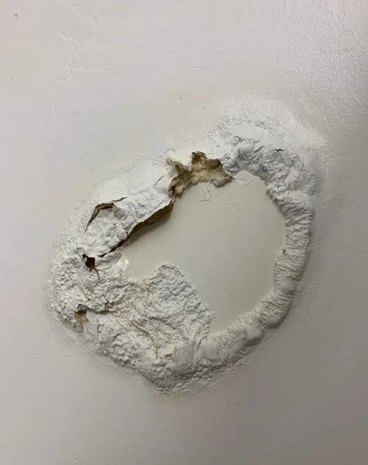 woman stuns after spotting mysterious egg suspended from the ceiling 11185
