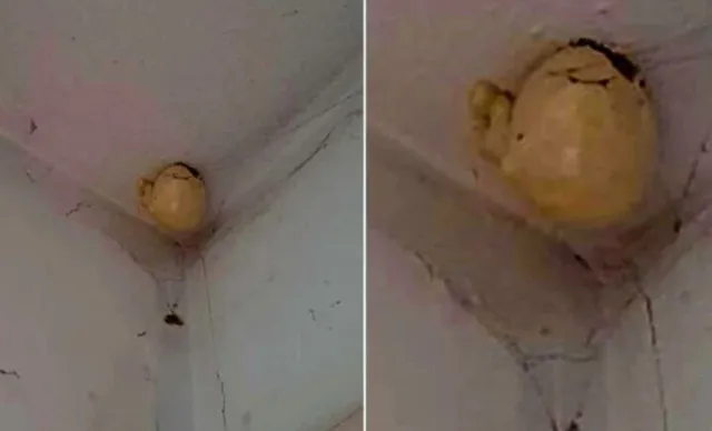 woman stuns after spotting mysterious egg suspended from the ceiling 11184