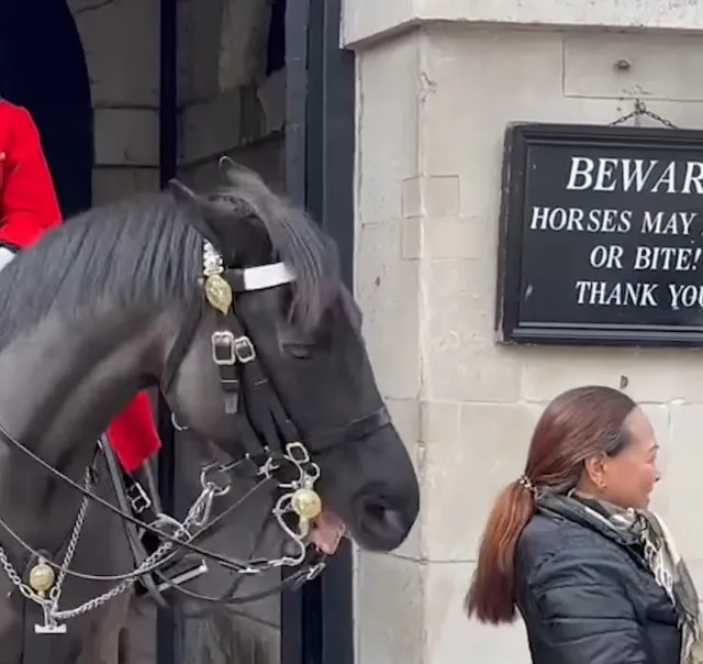 kings guard horse gets revenge on tourist as she violates rule of posing f 11314