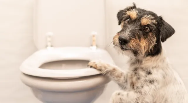 vet warns people against flushing pets poo down toilet for alarming reason 11396