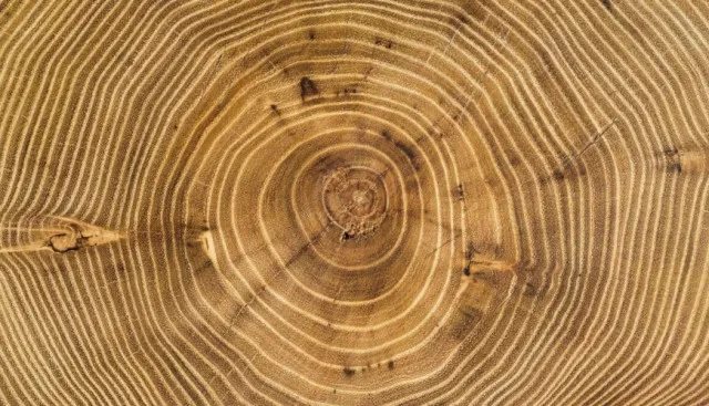 people are just learning tree trunk can produce music from its rings 11550