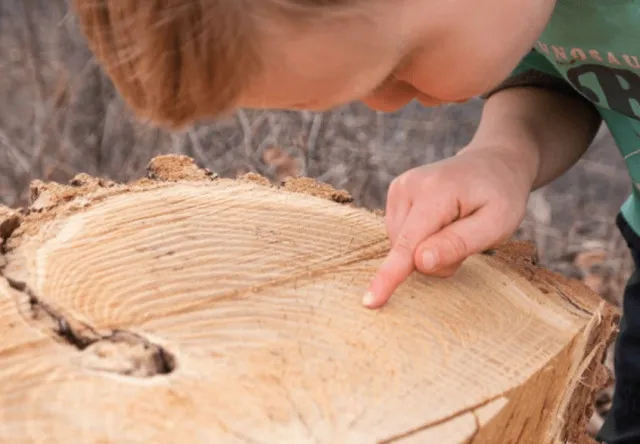 people are just learning tree trunk can produce music from its rings 11548